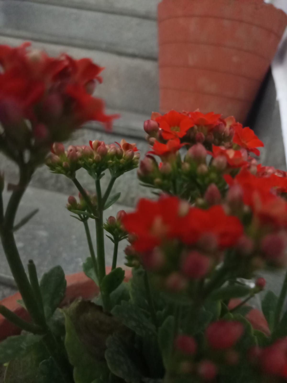 WhatsApp Image 2026 02 25 at 08.09.09