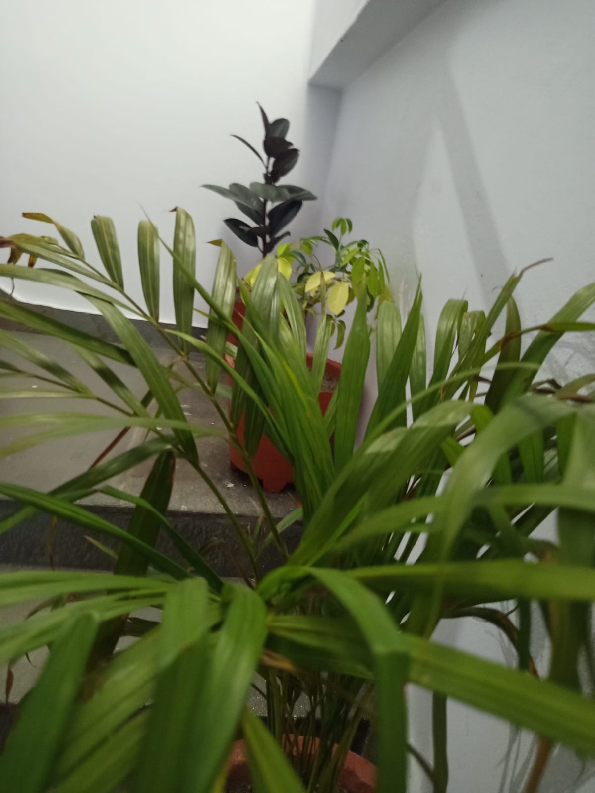 WhatsApp Image 2026 02 25 at 08.09.14